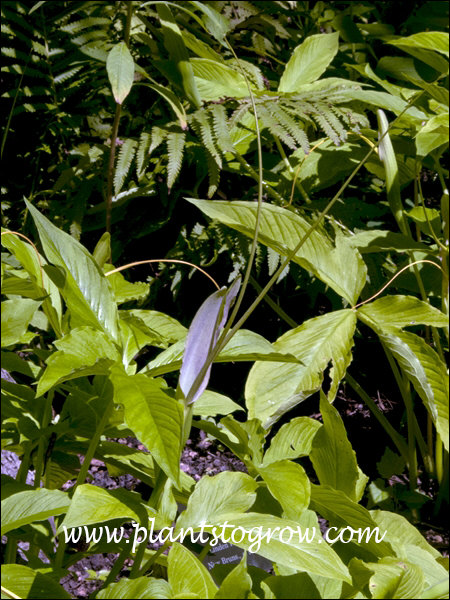 The signature feature of this Pinellia is the pinkish inside color of the spath.